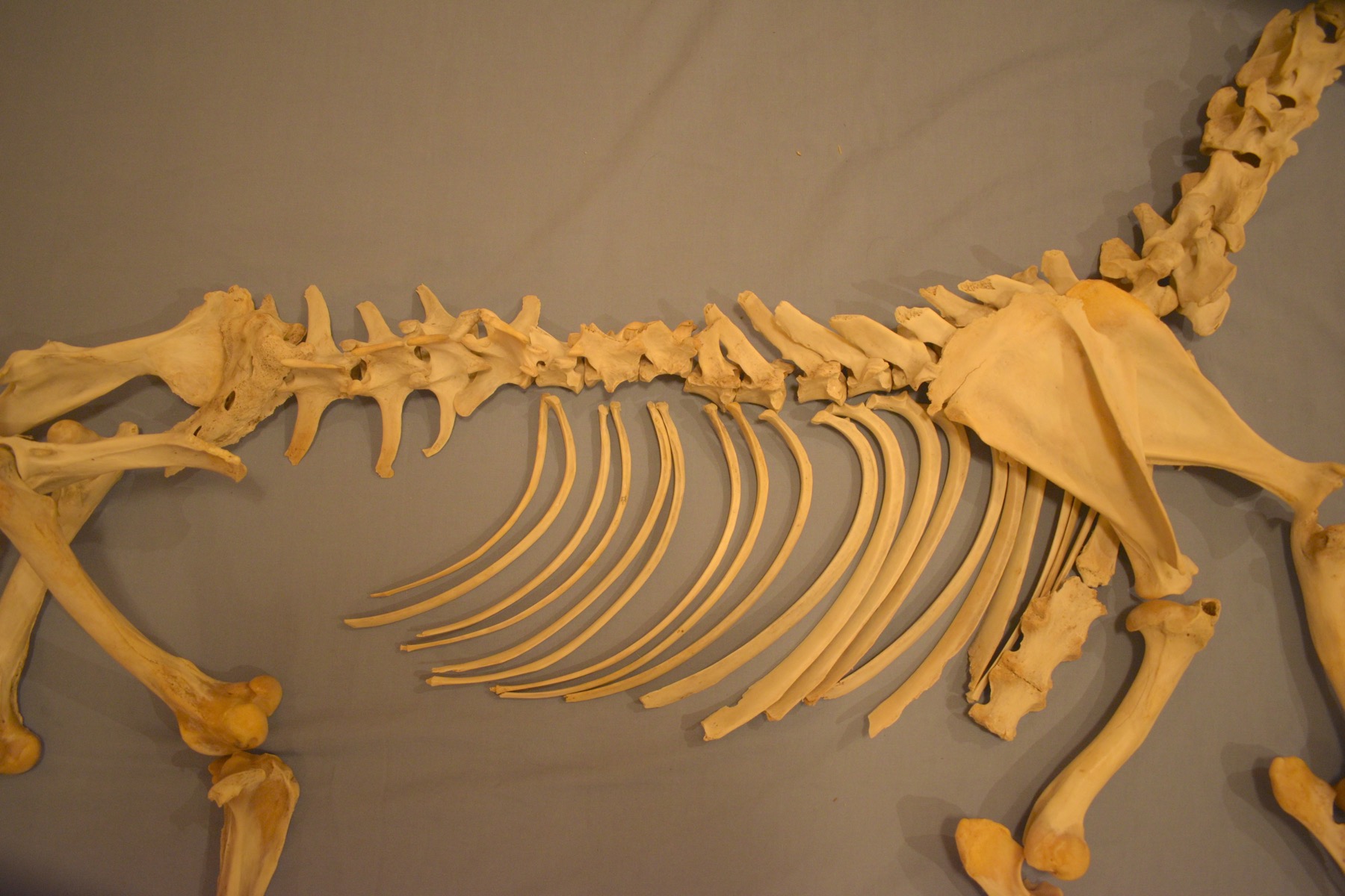 Deer skeleton | ingridscience.ca