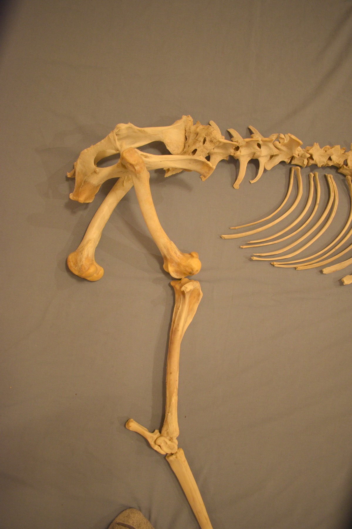 Deer skeleton | ingridscience.ca