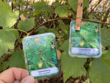 students match their card to one pegged to its plant