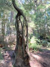 Nurse log rotting away