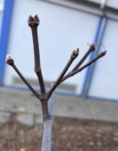 Buds (opposite arrangement)