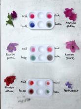 Colours from different flowers in acid and base
