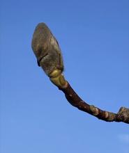 Magnolia bud