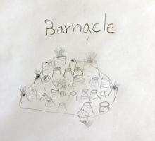 Barnacle close observation drawing