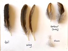 feather types