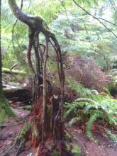 Roots remaining although most of the nurse log has gone