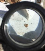 Worm egg under magnifier