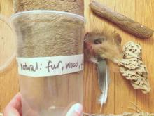 fur and wood samples