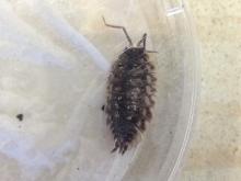 Wood bug viewed through the clear lid of the container