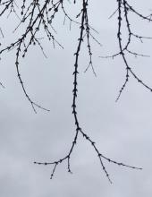 Opposite (leaf buds)