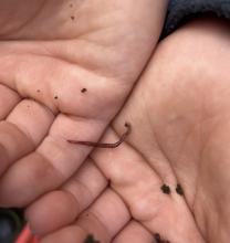 Baby worm