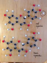 Molecule models of red and blue pigments, showing the one difference between them