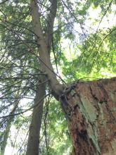 Nurse log with young tree