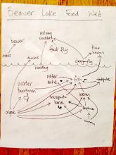 Food web constructed at Stanley Park's Beaver Lake