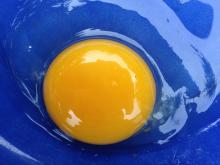 yolk, white and chalazea