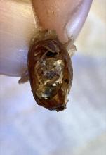Bee inside a cocoon