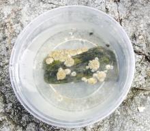 Barnacles on a rock, placed in sea water