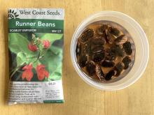 Runner bean seeds work well. Soak them in water.