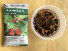 Soak bean seeds in water until the coat splits