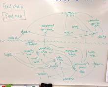 Food web at Vanier Park pond