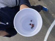 Bigger rocks in the cup