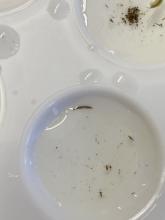 planaria (centre), Daphnia (most abundant), shrimp (top right, only half)