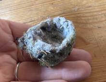 Hummingbird nest