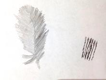 feather drawings