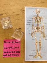 Mouse skeleton compared to human