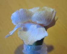 carnation vessels made visible with food dye