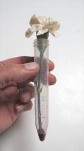carnation in tube of dye