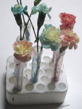 class flowers