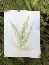 Fern hammering on paper