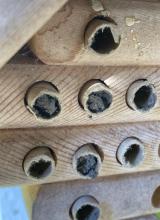 Masonry protecting eggs into the nesting