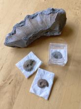 ammonites, one in magnifying box