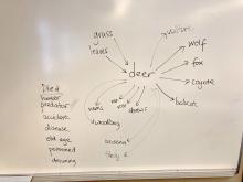 Deer death brainstorm and food web