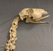 Neck and skull (one cervical vertebra is missing)