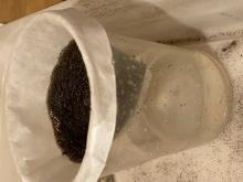 filtering the potting soil from the water
