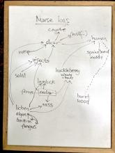 Food chain of nurse log