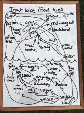 Food web constructed at Trout Lake