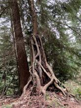 Roots remaining although most of the nurse log has gone