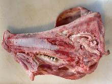 pig head with brain in
