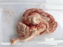 pig brain inside