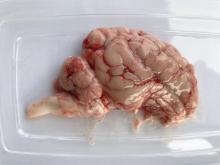 pig brain outside