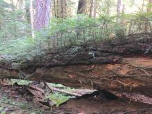 Fallen tree a nurse log for new smaller trees