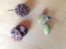 sweet gum, horse chestnut and acorn