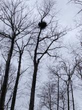 bald eagle nest in the woods