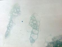 bubble art