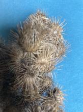 burdock, a burr with hooks
