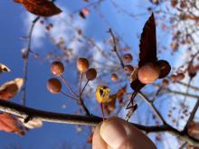 crabapple seeds